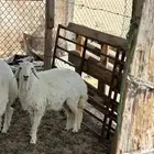 رخل حريه العمر سبعه شهور