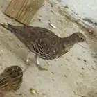 ذكر قطا عراقي