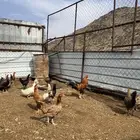 دجاج بلدي