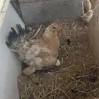 دجاج مفرخه