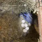 طيور زينة روز وكوكتيل