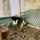 دجاج عربي وفروخها
