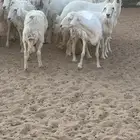 حريات مقاني طيبه