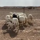 غنم حريات للبيع