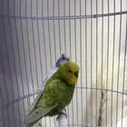 طيور الحب للبيع