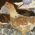 ديكه