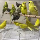 بادجي