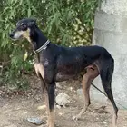 سلوقي سوري