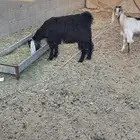 جفره للبيع