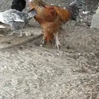 السلام عليكم ورحمة الله وبركاته