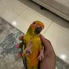 صن كنيور اليف ونشبة
