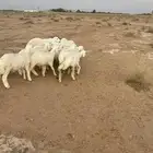 بهم حري مراح واحد