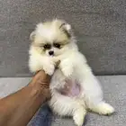كلب بومرينيان