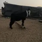 تيس عارضي