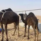 قعود