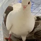 حمام فرنسي و سلفر وبلدي