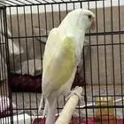 ببغاء دره اينو عيون حمر ( تم البيع الله يبارك لراعيها )