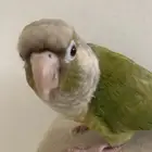 بغبغاء كنيور أليف متكلم للبيع مستعجل اعلى سومه