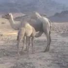 ذلول حره خلفه للبيع تحتها قعود