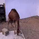 حاشي لباني