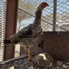دجاج سندي بكستاني