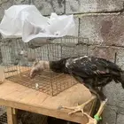 اثنين ديوك شامو للبيع التواصل للالصامل فقط