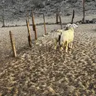 الشميسي طريق الخواجات