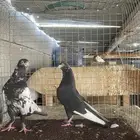 حمام باكستاني