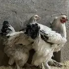 للبيع طقم دجاج براهما بشاير كولمبي كونك