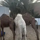 3 قعدان للبيع فل