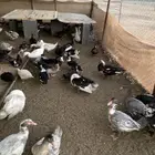 بط بلدي وبكيني