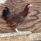 دجاج فرنسي