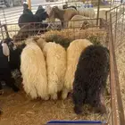 ذبايح عرب وتيوس