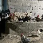 دجاج بلدي وفيومي بياض