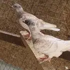 زاجل مميز للبيع ( طبات )