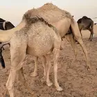 قعود قصب حاشي