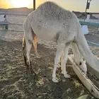 بكره طيبب