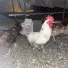 دجاج