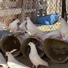 حمام