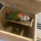 ببغاء روز منتج