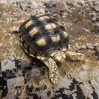 سلحفاة برية سولكاتا