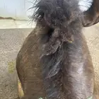 لباني طازج والطعم تحدي طريق الرياض مجعل عروض لا تنتهي