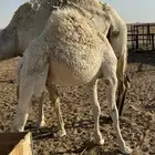 قعود قصب