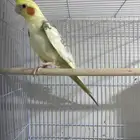 للبيع كروان