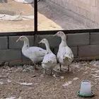 وز بلدي ( مصري ) ديك رومي