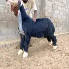 مشروع فحل نجدي كفوو