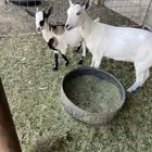 للبيع عنز جنوبيه وجفره قزميه وتيس قزمي