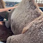 لباني ارباع. اكتمل وتابعوا الحساب العروض مستمرة