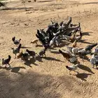 دجاج فيومي وبلدي