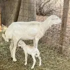 شاه رفيديه خلفه